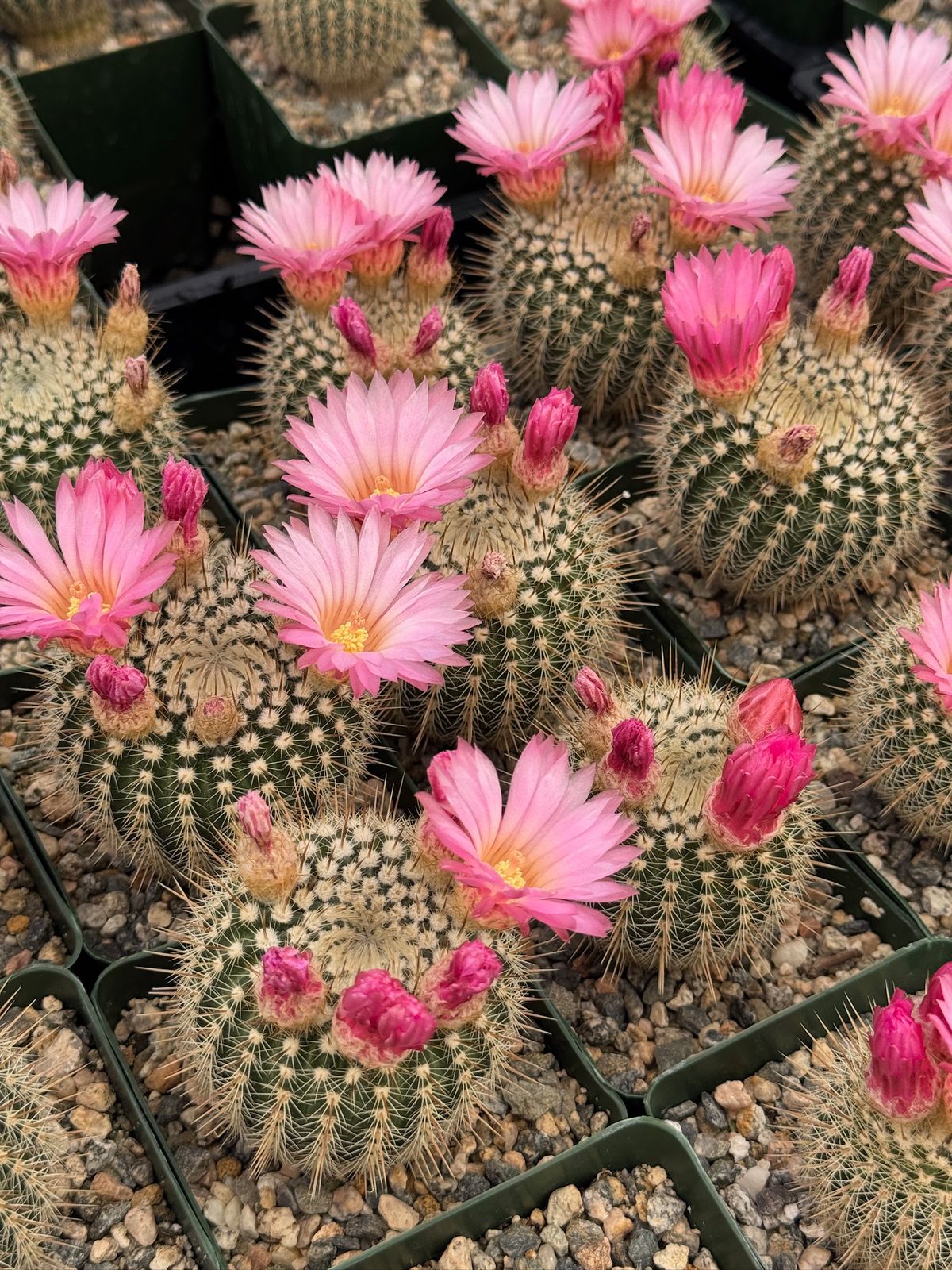 Notocactus gutierrezii