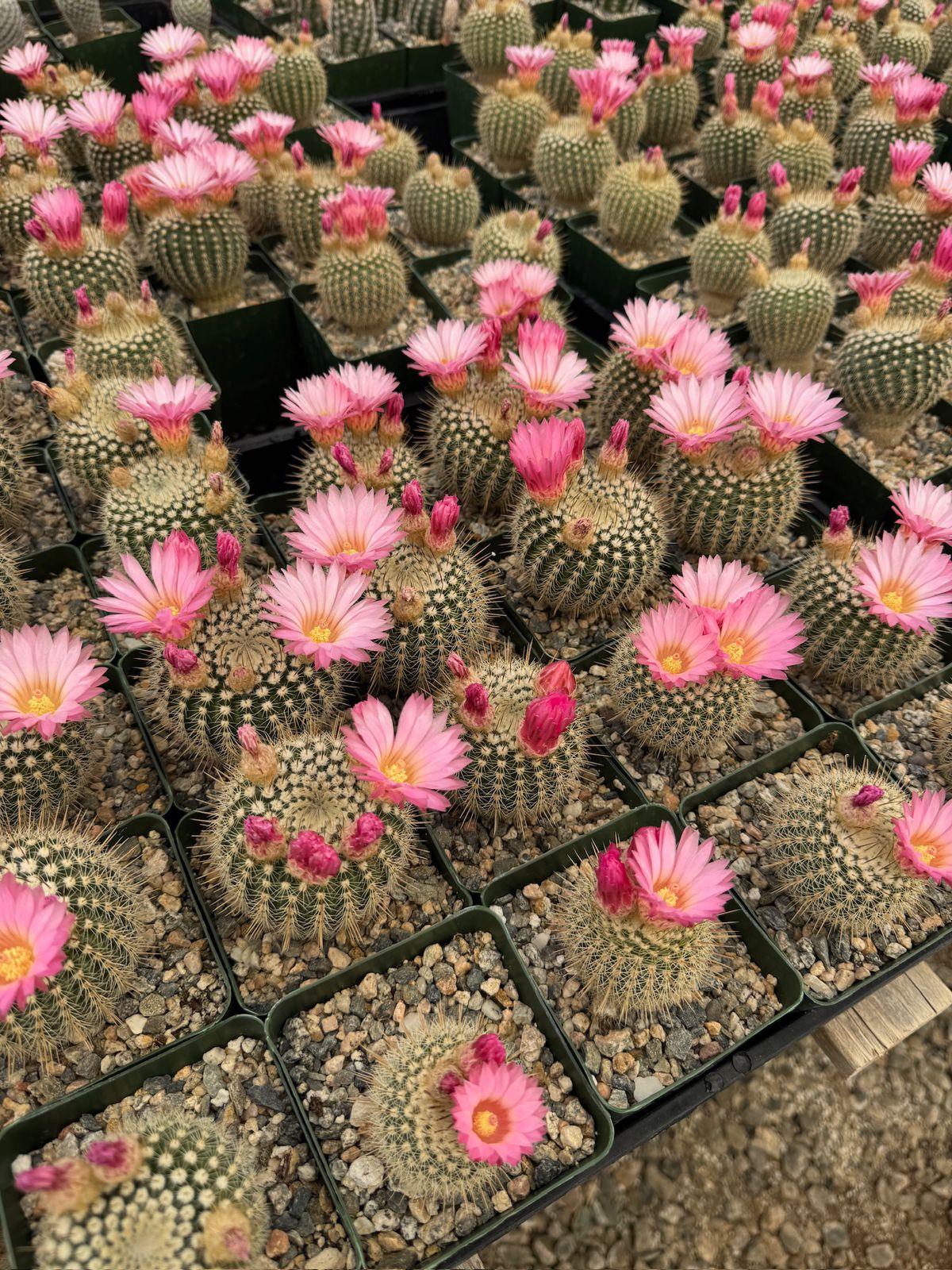 Notocactus gutierrezii