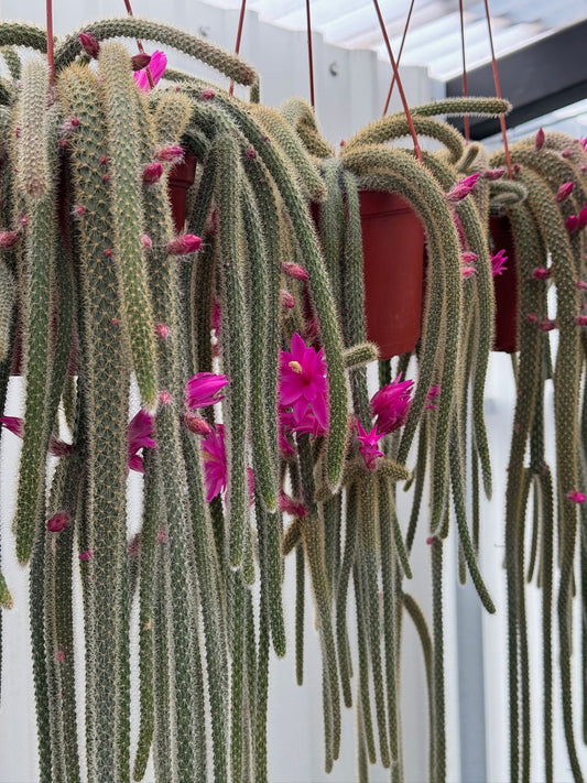 Cola de rata [Aporocactus flagelliformis] jumbo