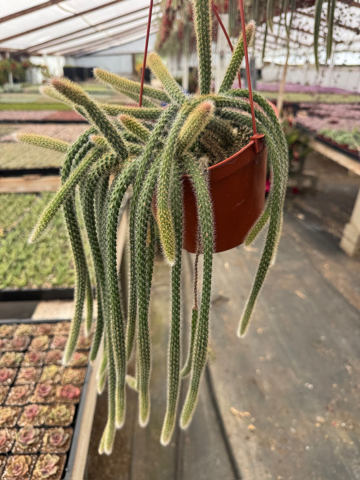 Cola de rata [Aporocactus flagelliformis] jumbo