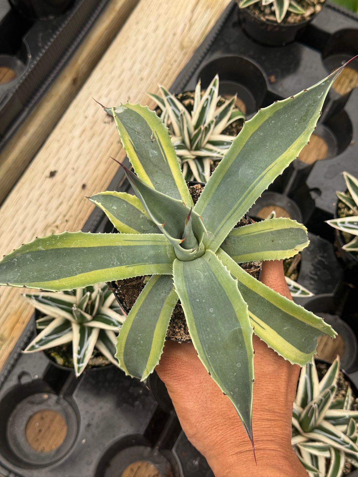 Agave ovatifolia 'Orca' Variegado