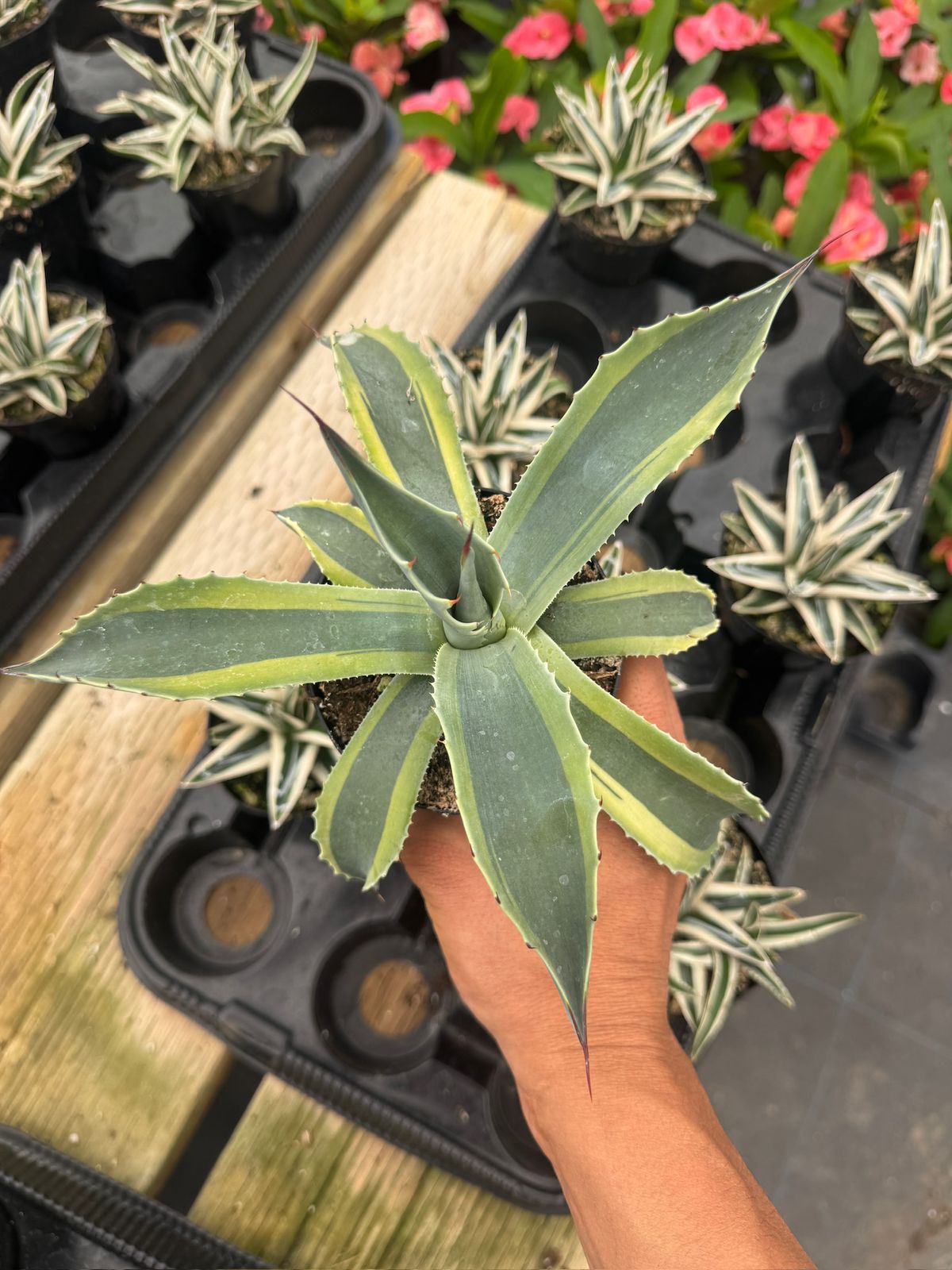 Agave ovatifolia 'Orca' Variegado