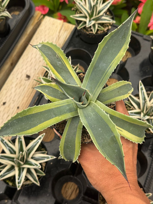 Agave ovatifolia 'Orca' Variegado