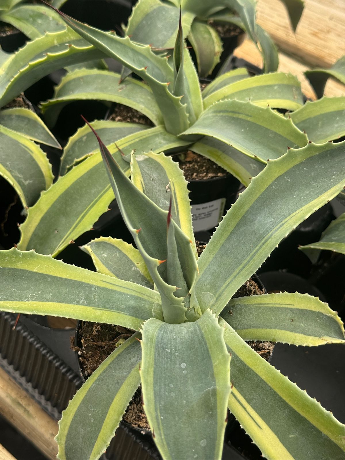 Agave ovatifolia 'Orca' Variegado