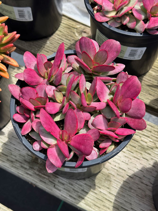 Crassula platyphylla Variegada