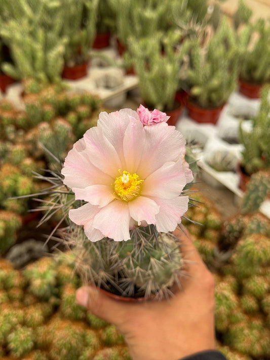 Tephrocactus alexanderi