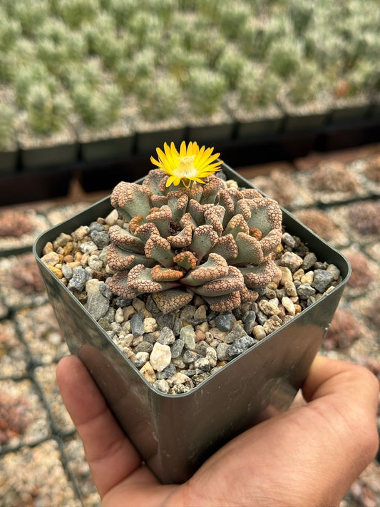 Titanopsis Hugo