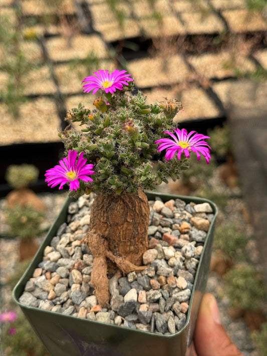 Trychodiadema bulbosum 4”