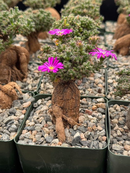 Trychodiadema bulbosum 4”