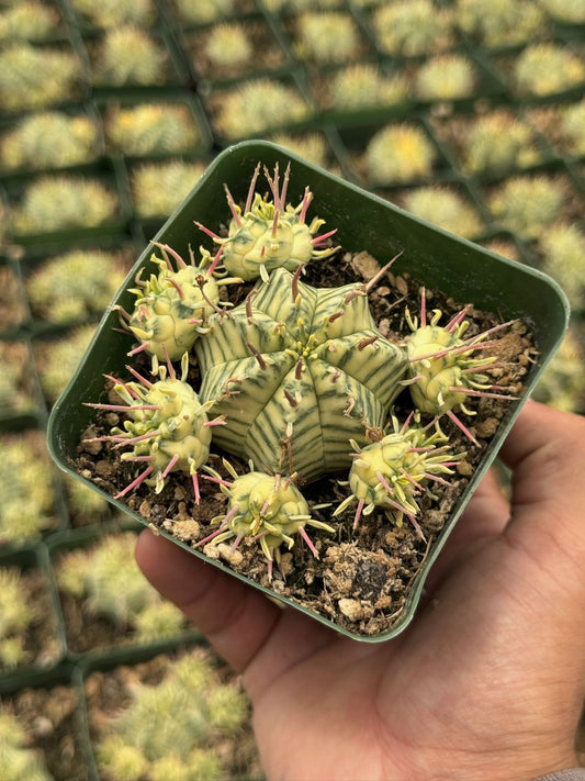 Euphorbia meloformis variegada cluster