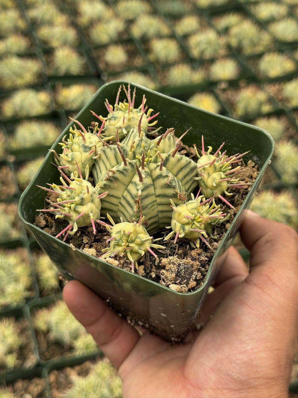 Euphorbia meloformis variegada cluster