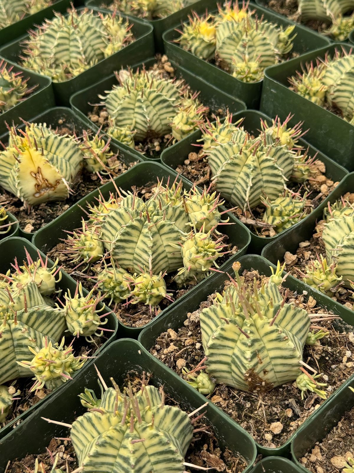 Euphorbia meloformis variegada cluster