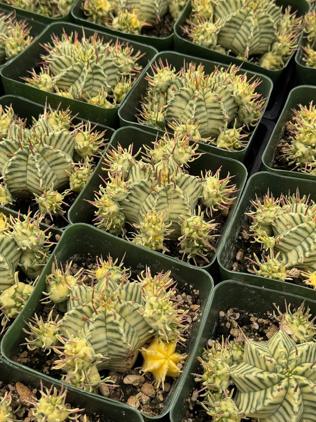 Euphorbia meloformis variegada cluster