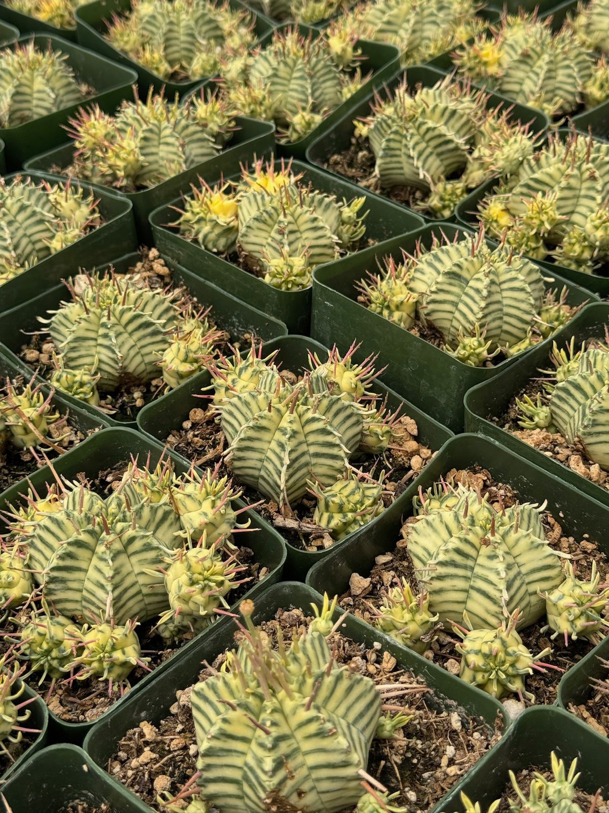 Euphorbia meloformis variegada cluster