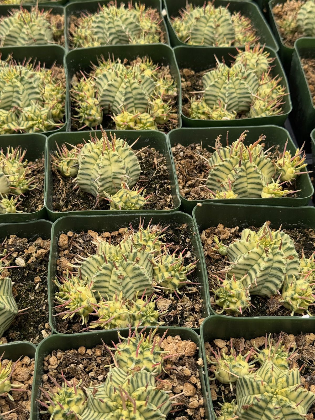 Euphorbia meloformis variegada cluster
