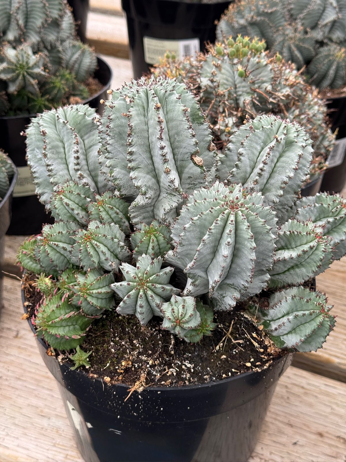 Euphorbia horrida ice storm