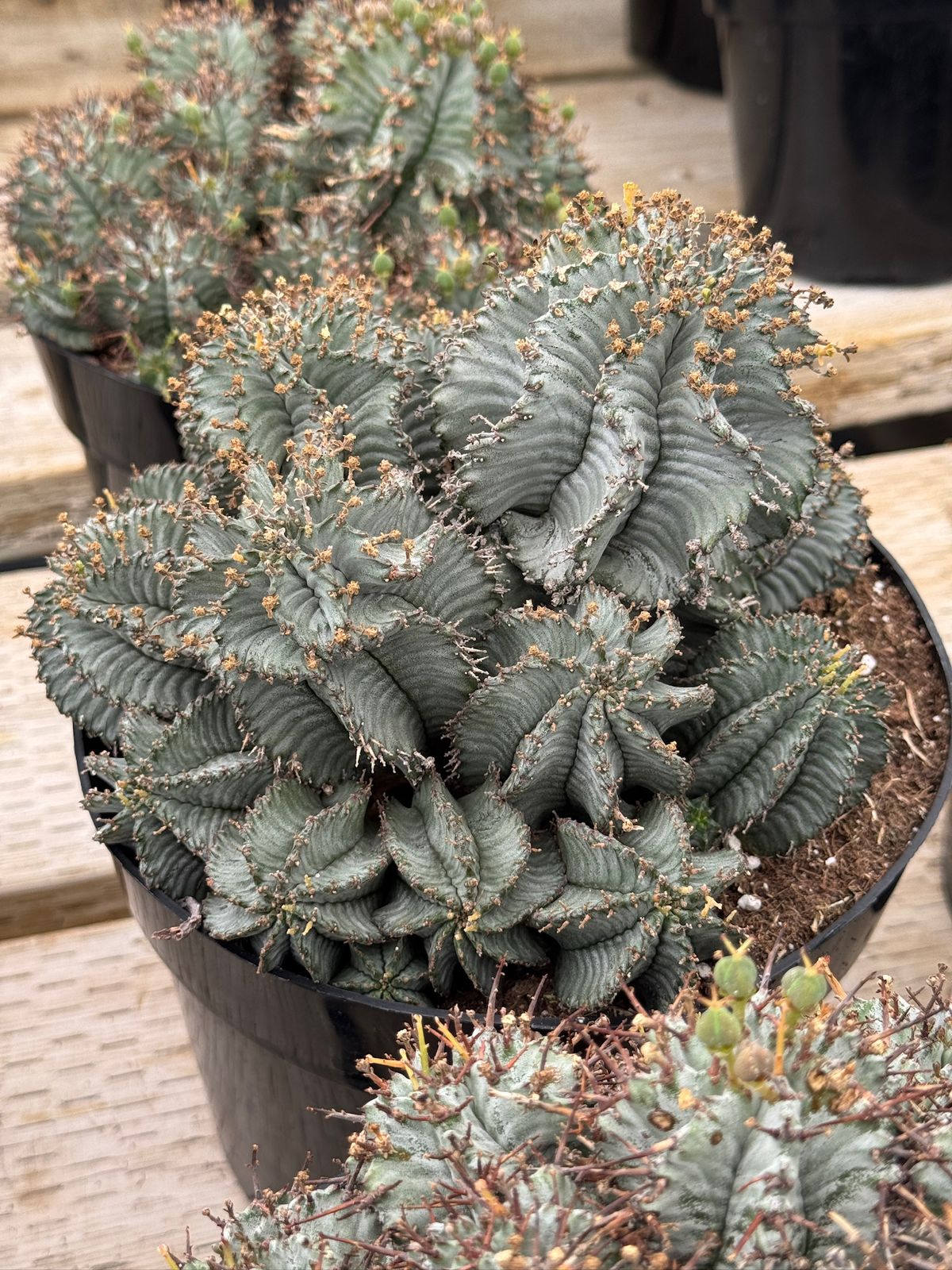Euphorbia horrida ice storm