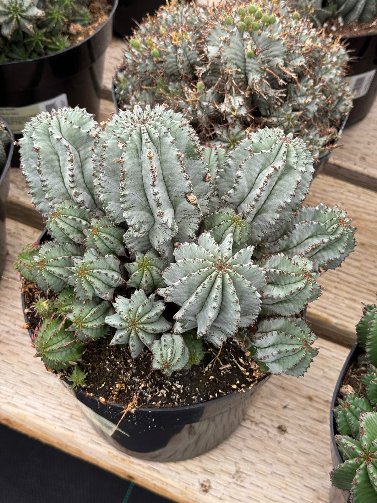 Euphorbia horrida ice storm
