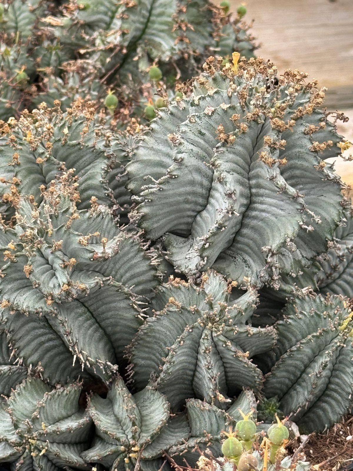 Euphorbia horrida ice storm