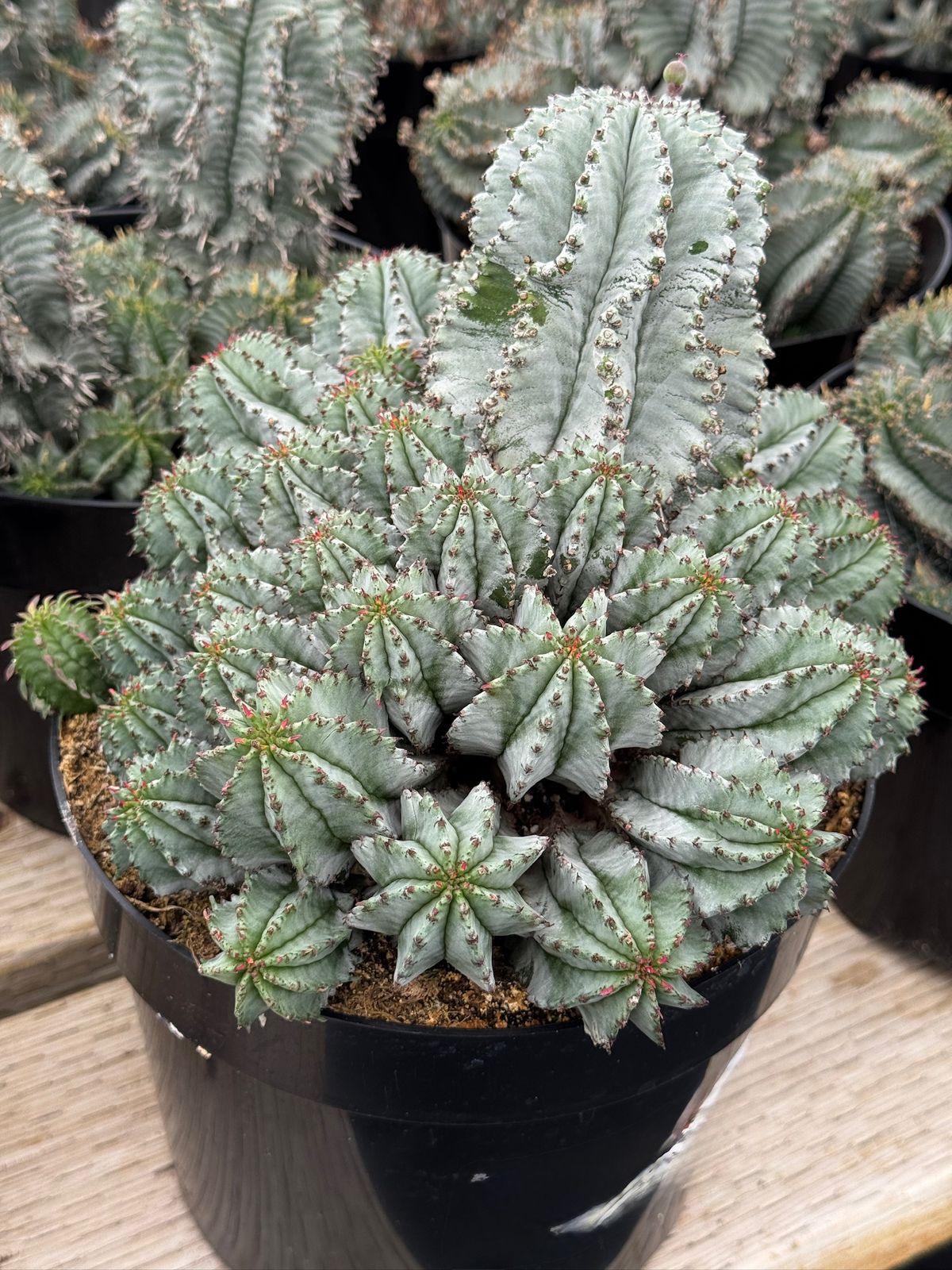 Euphorbia horrida ice storm