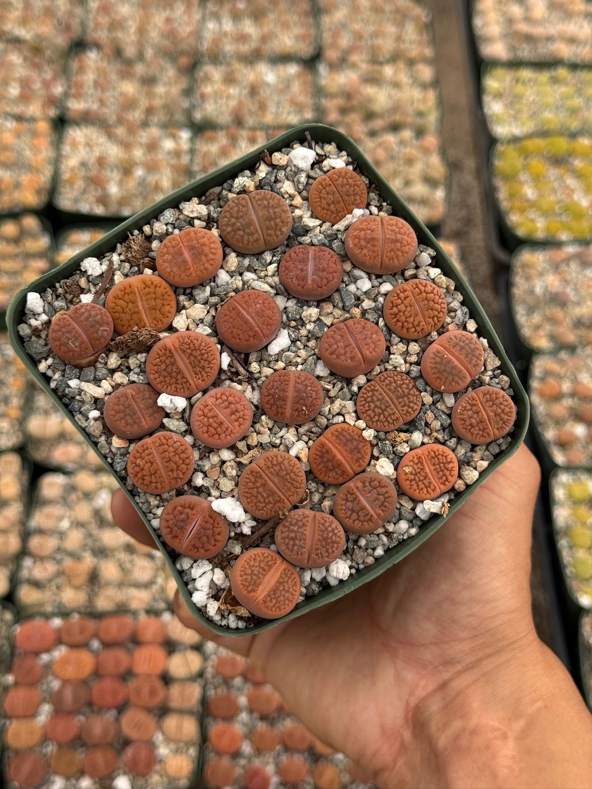 Lithops 25 piezas