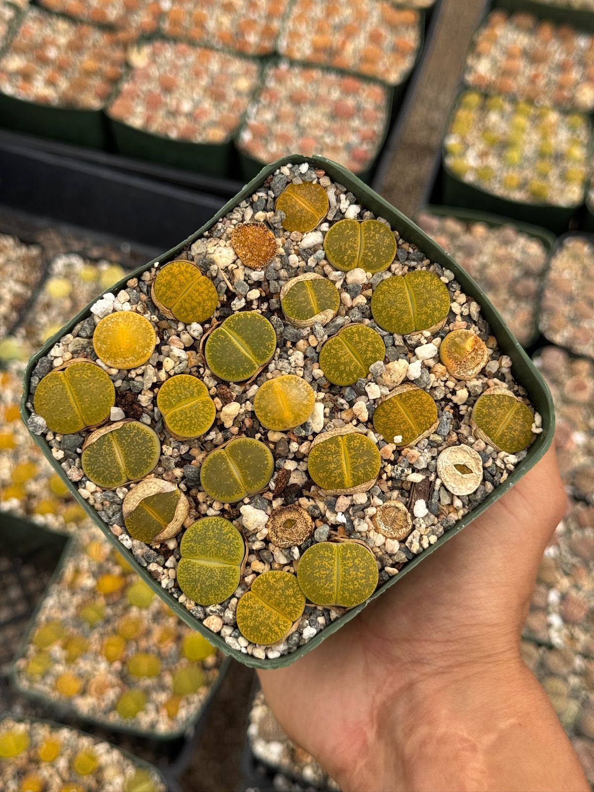 Lithops 25 piezas