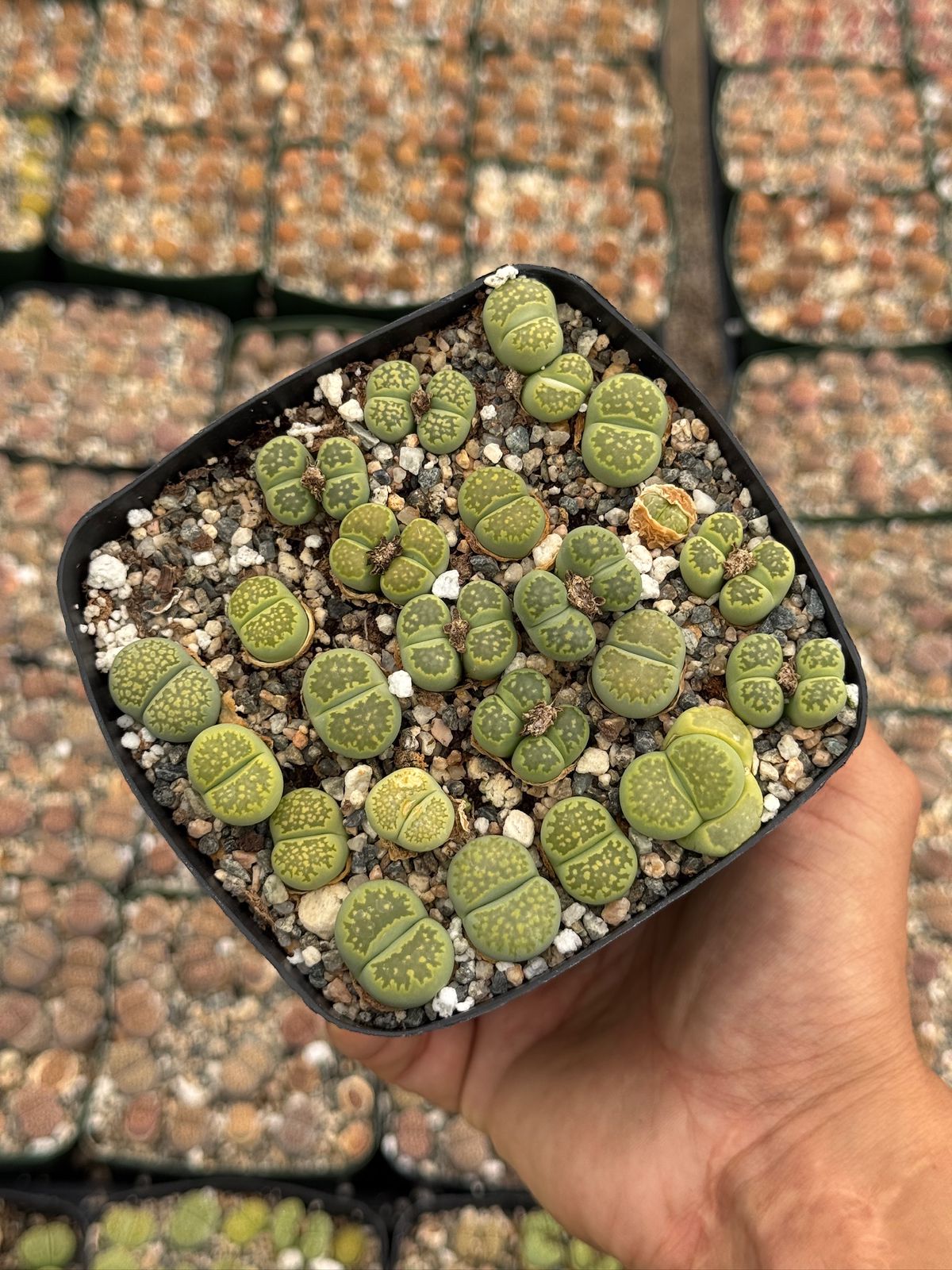 Lithops 25 piezas
