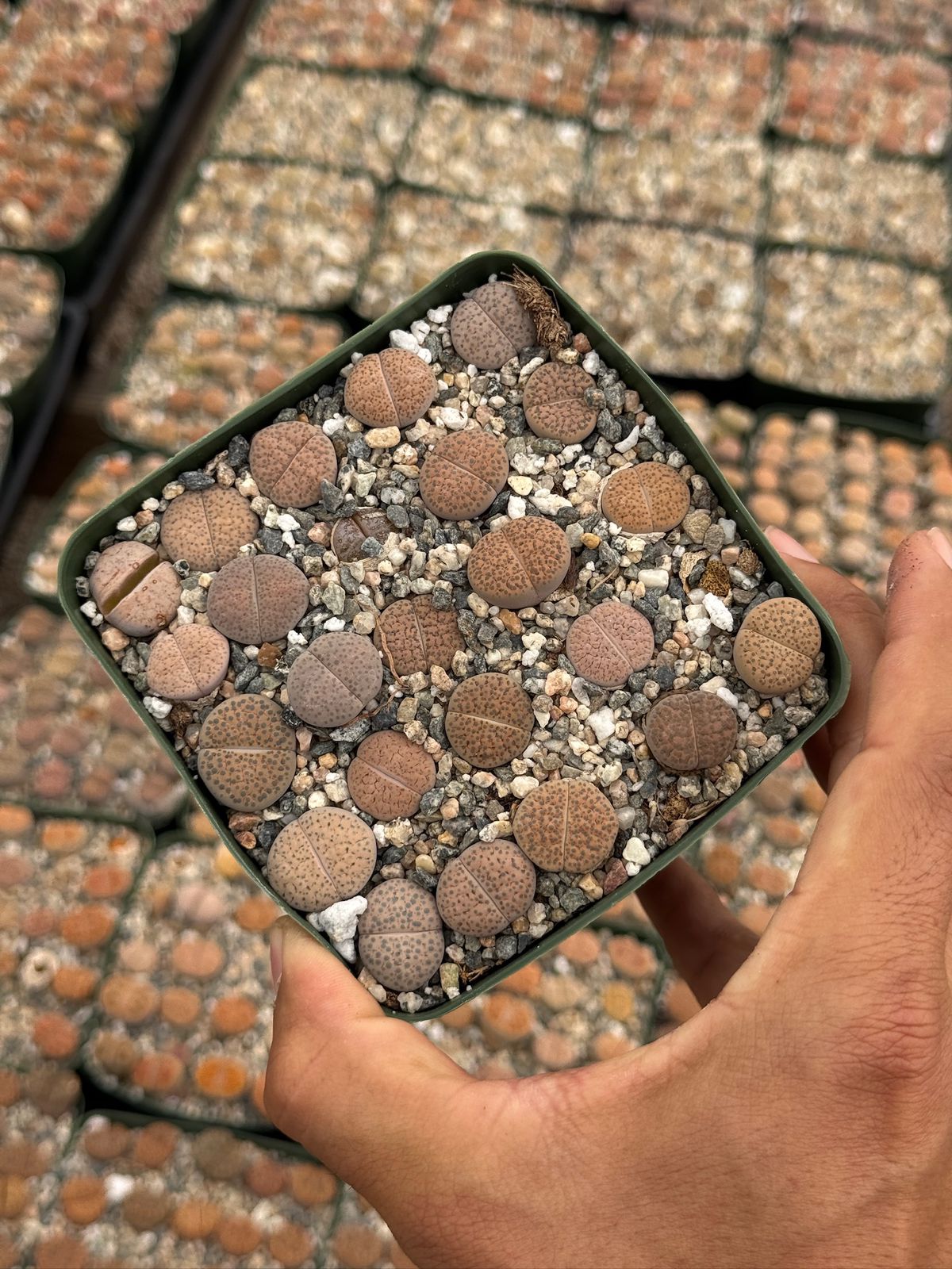 Lithops 25 piezas