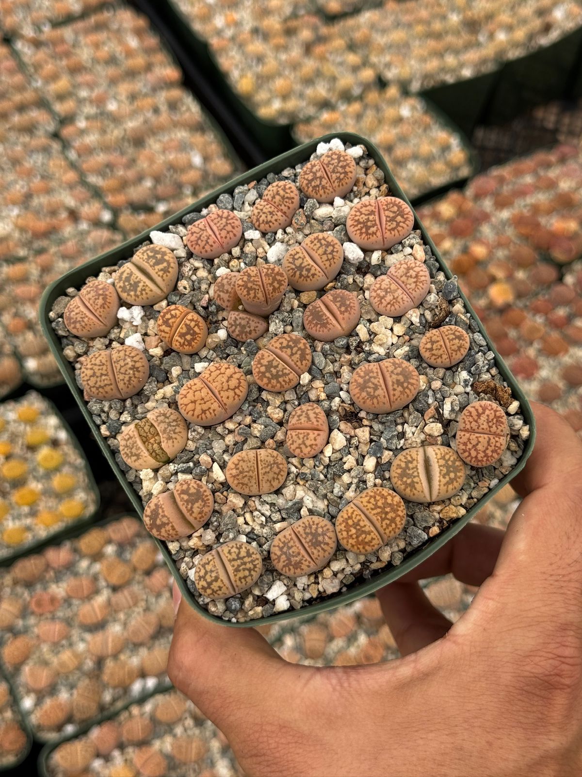 Lithops 25 piezas