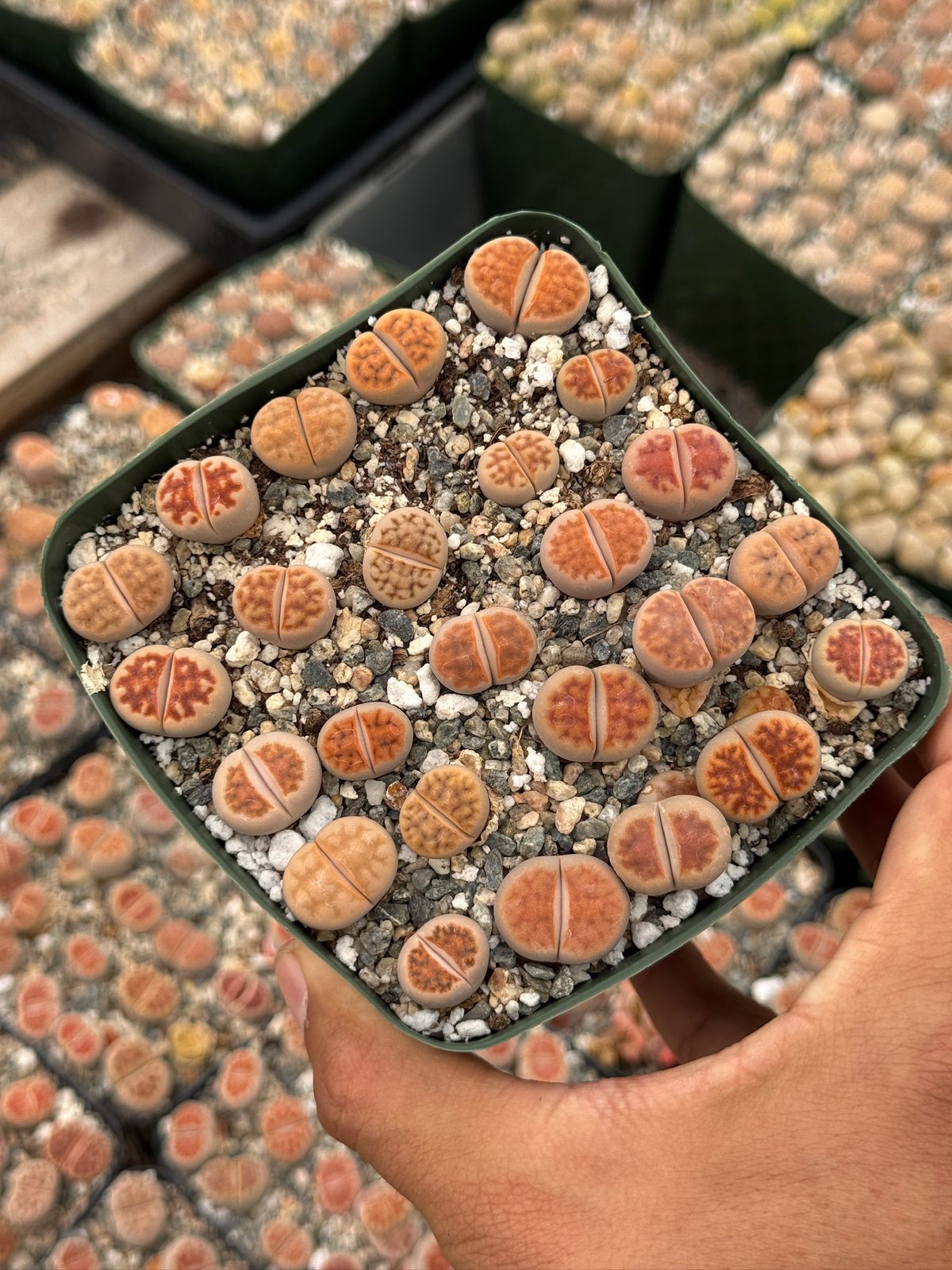 Lithops 25 piezas