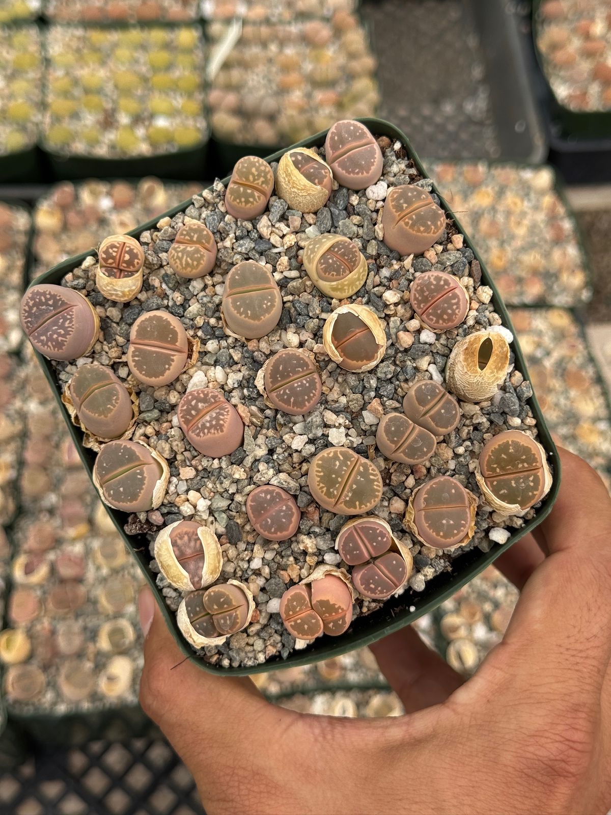 Lithops 25 piezas