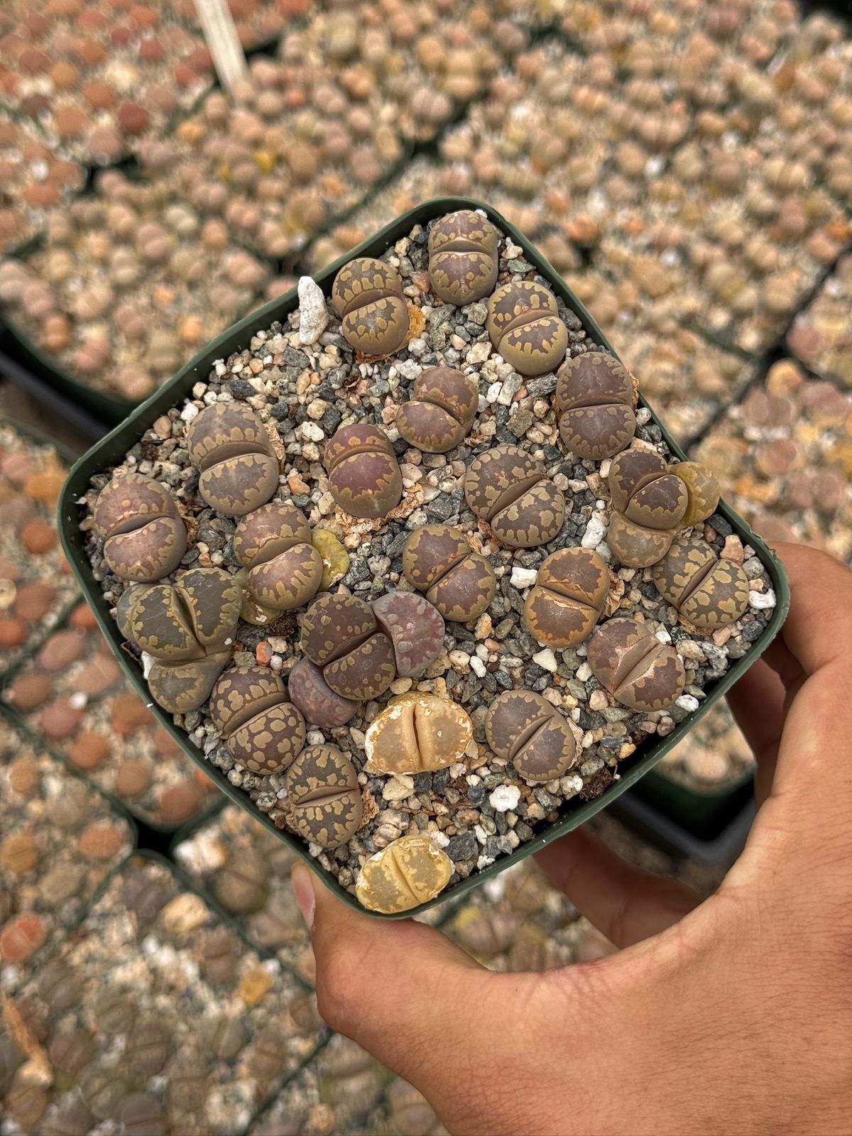 Lithops 25 piezas