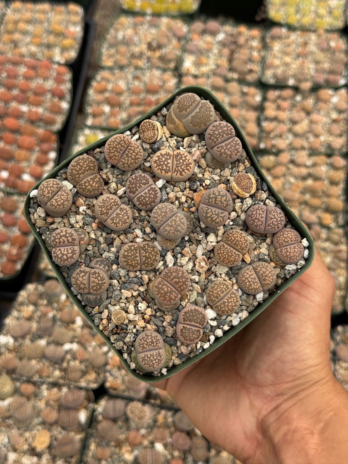Lithops 25 piezas