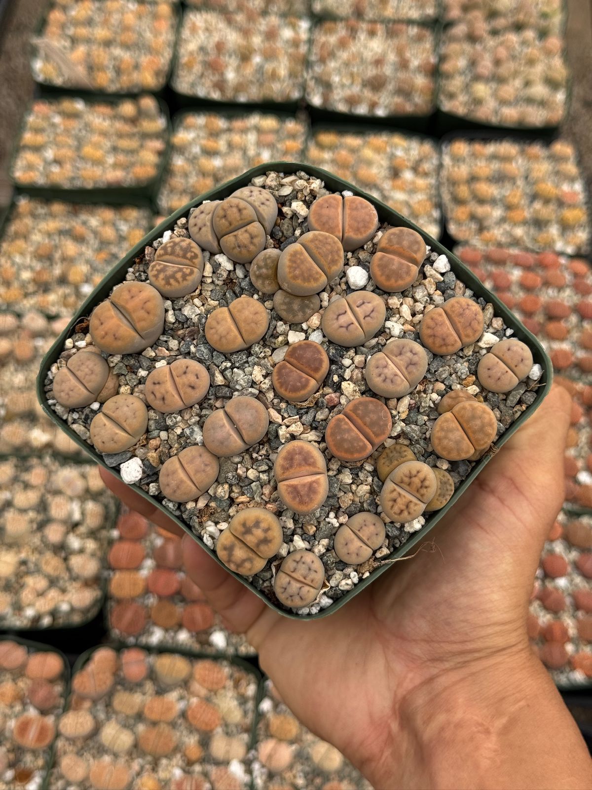 Lithops 25 piezas