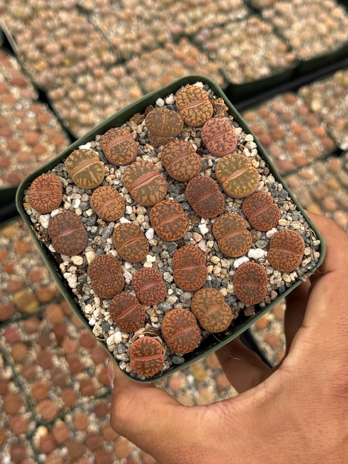 Lithops 25 piezas