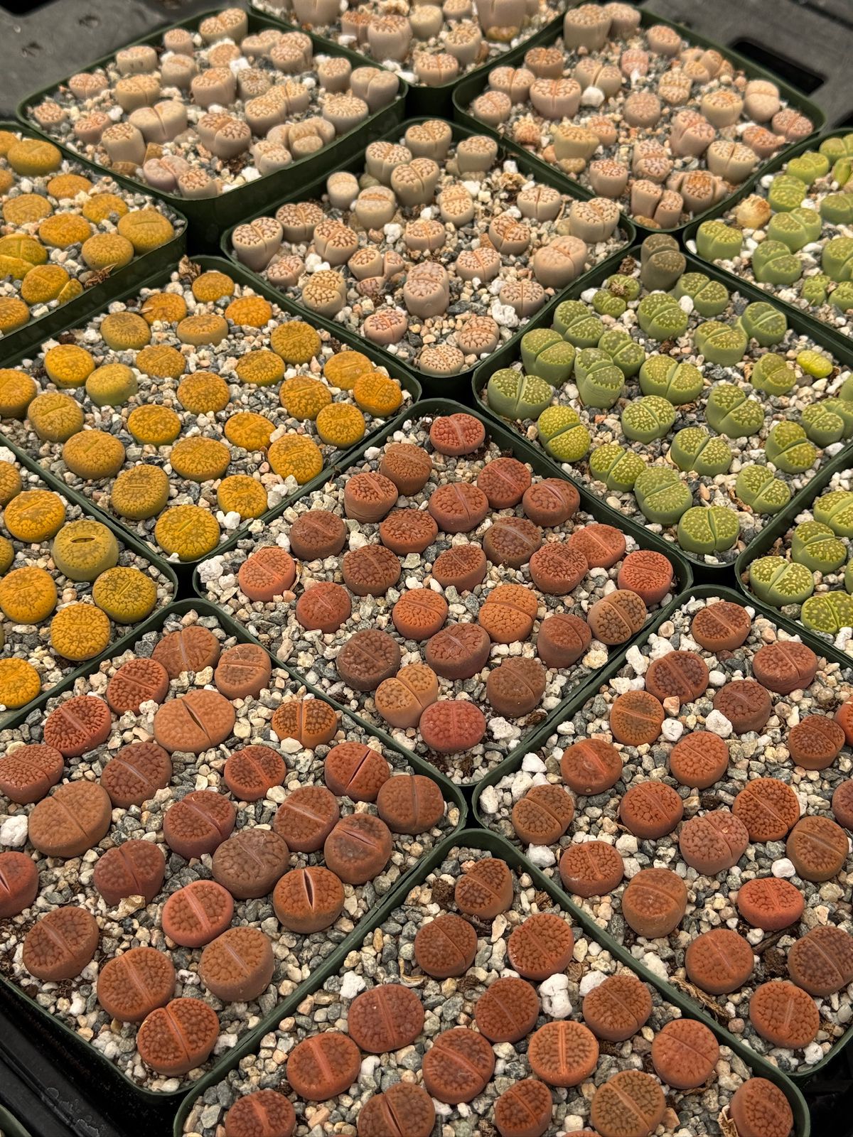 Lithops 25 piezas
