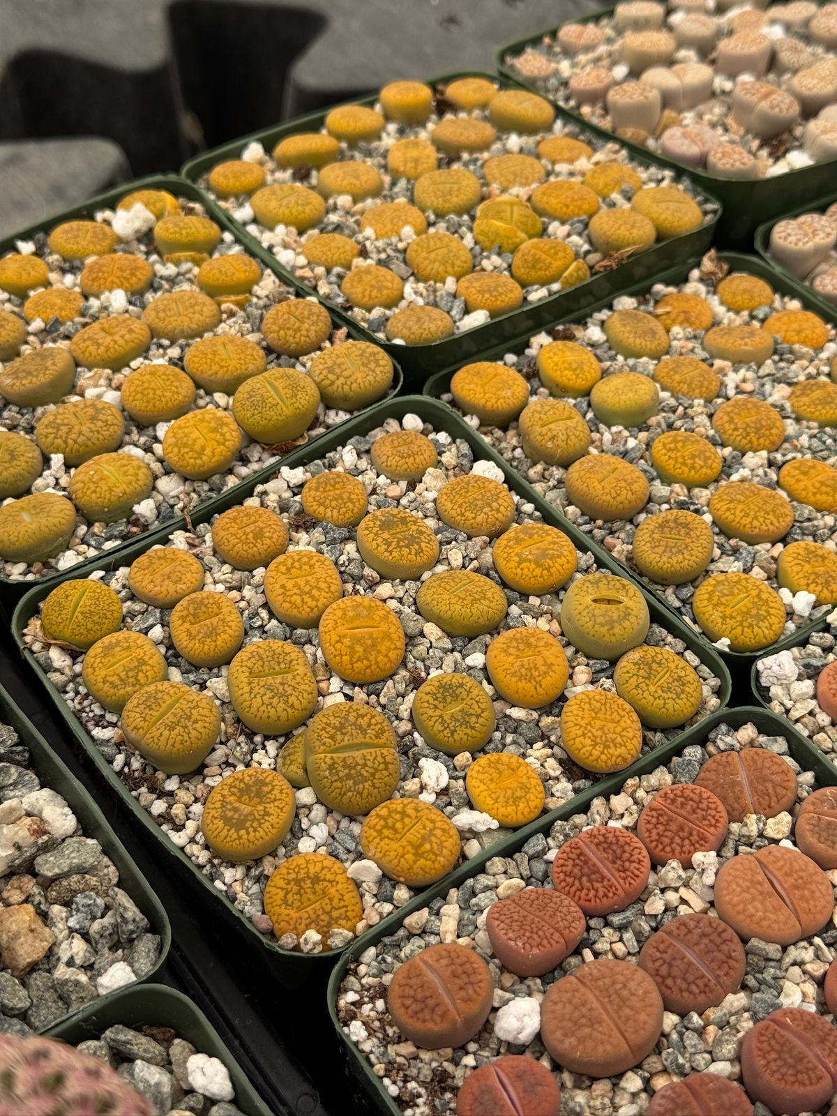 Lithops 25 piezas