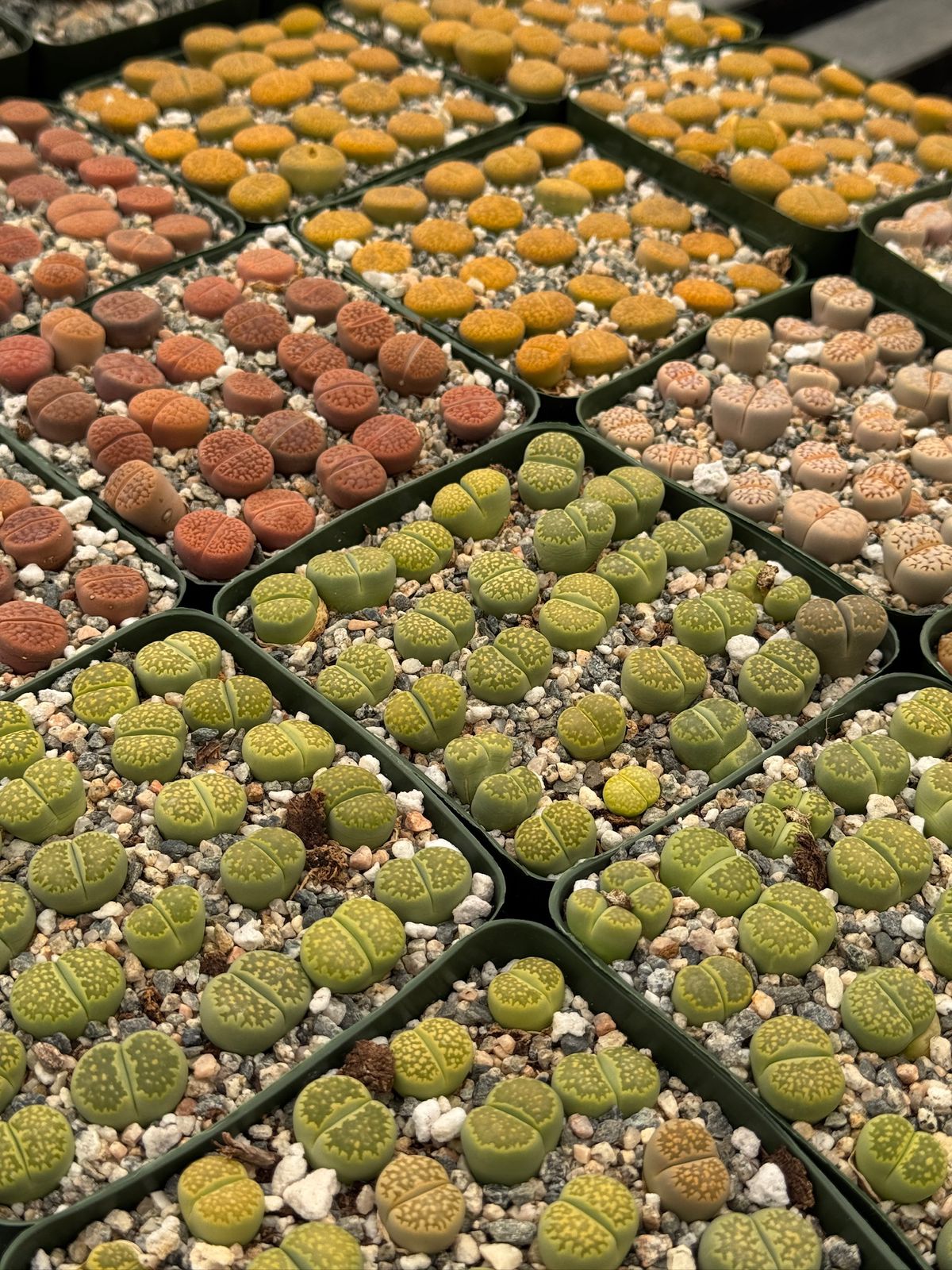 Lithops 25 piezas
