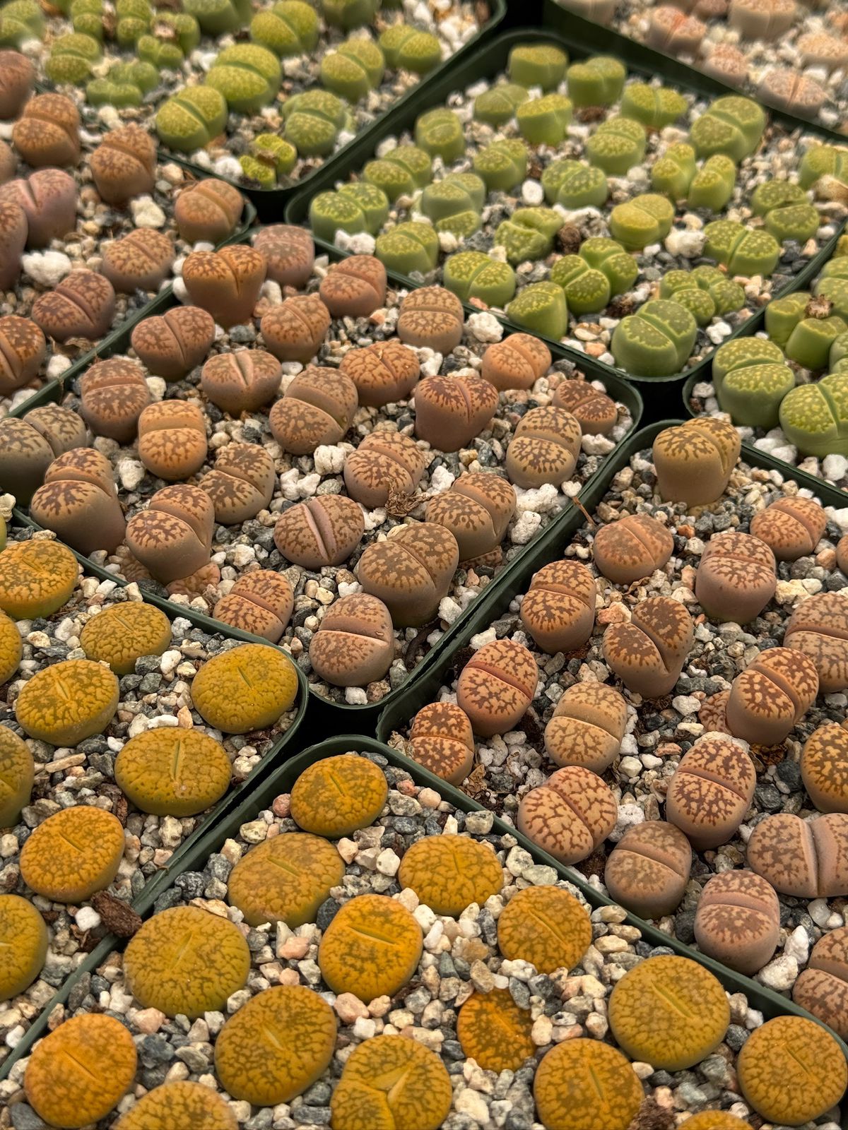 Lithops 25 piezas