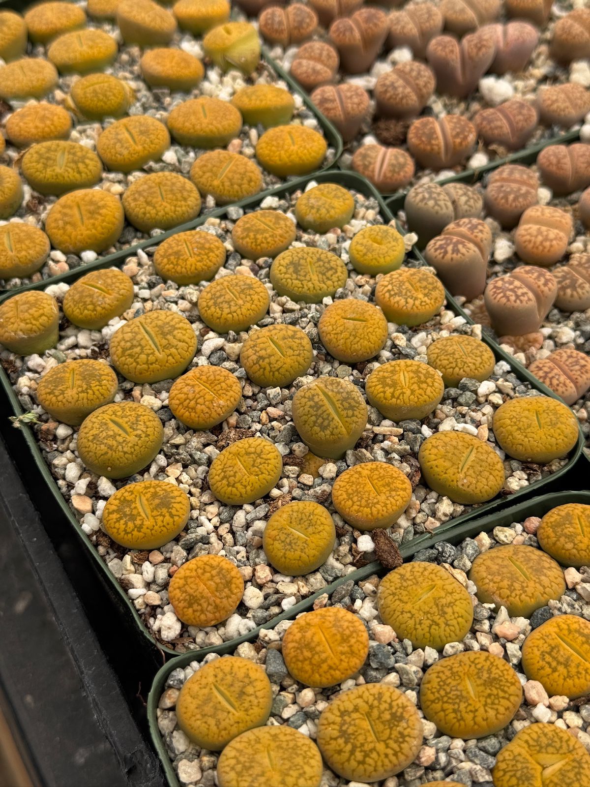 Lithops 25 piezas