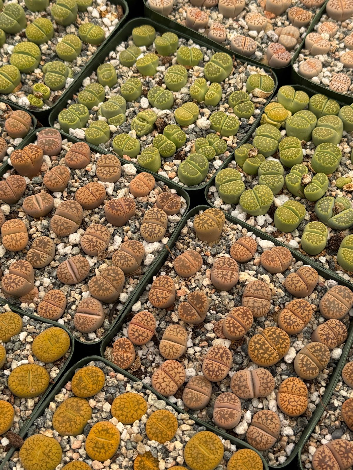 Lithops 25 piezas
