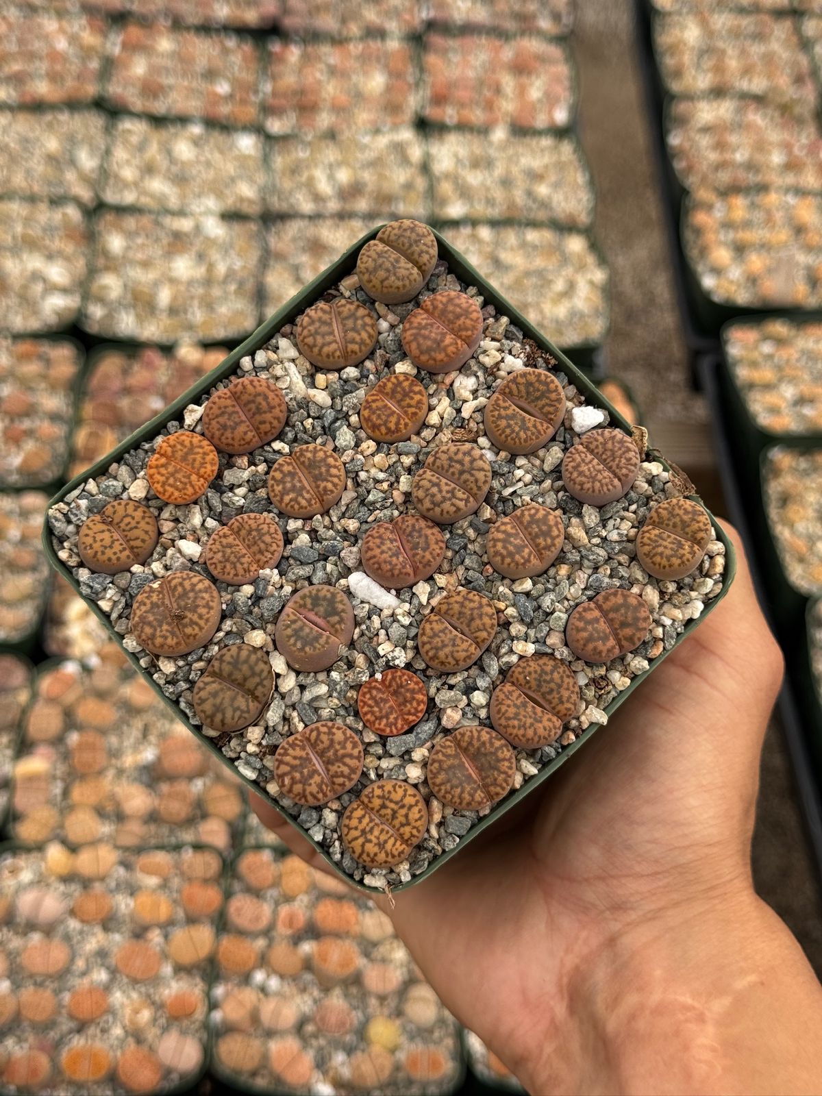 Lithops 25 piezas