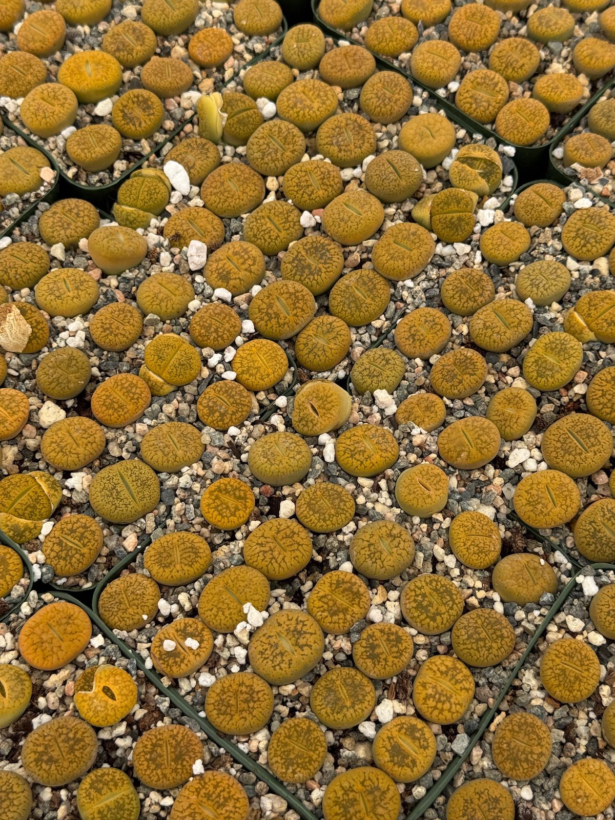 Lithops 25 piezas