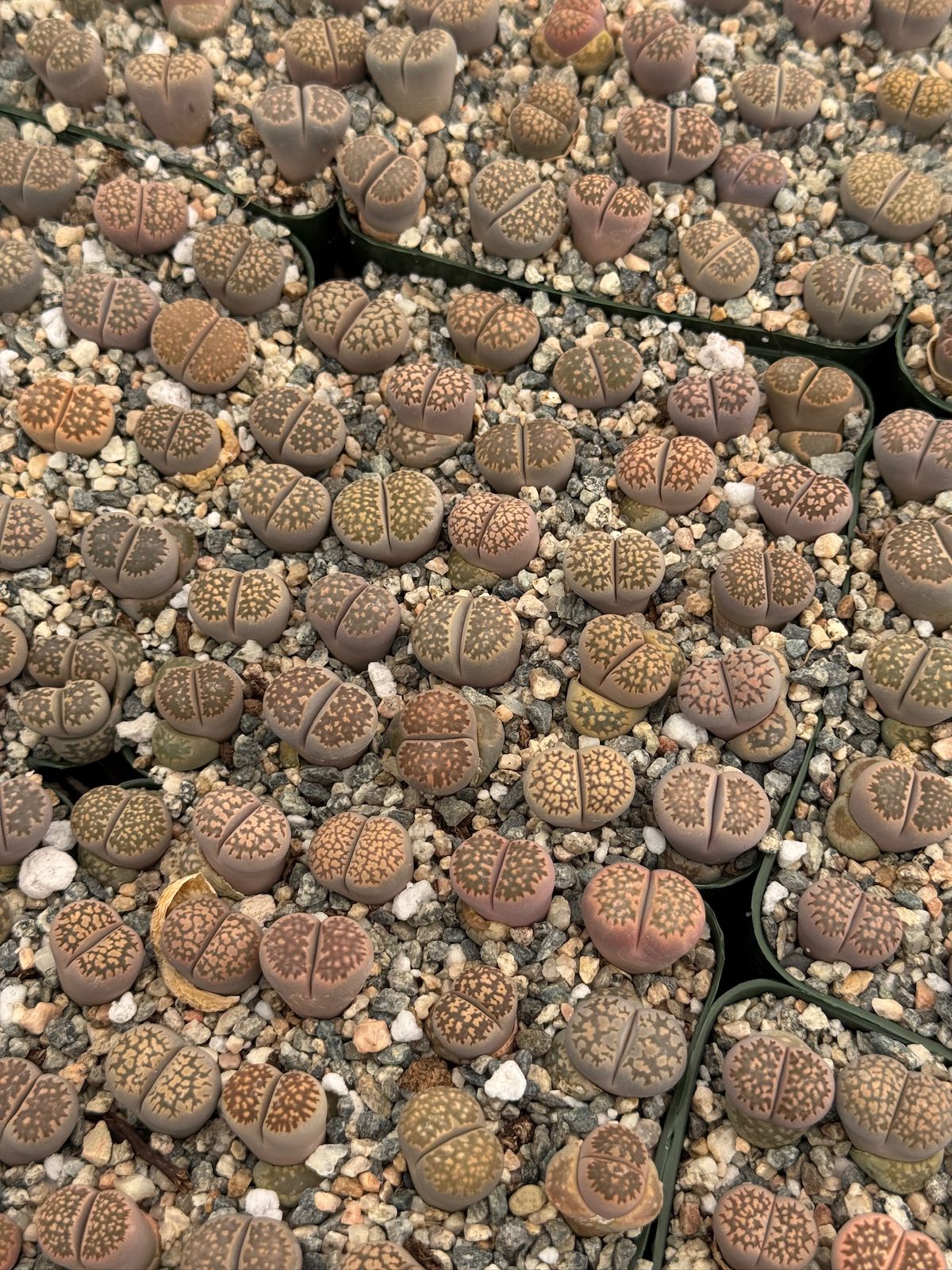 Lithops 25 piezas