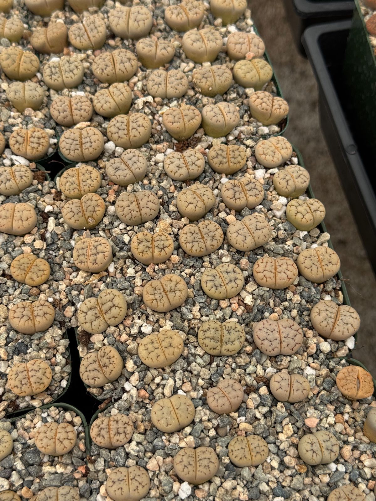 Lithops 25 piezas