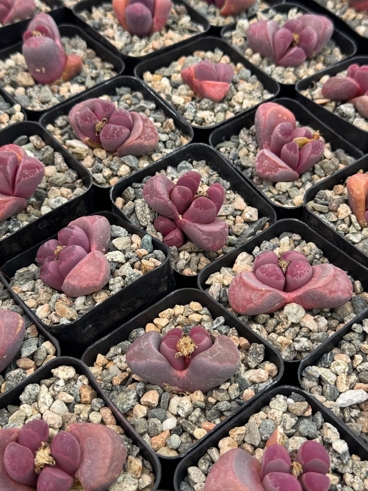 Lithops óptica rubra