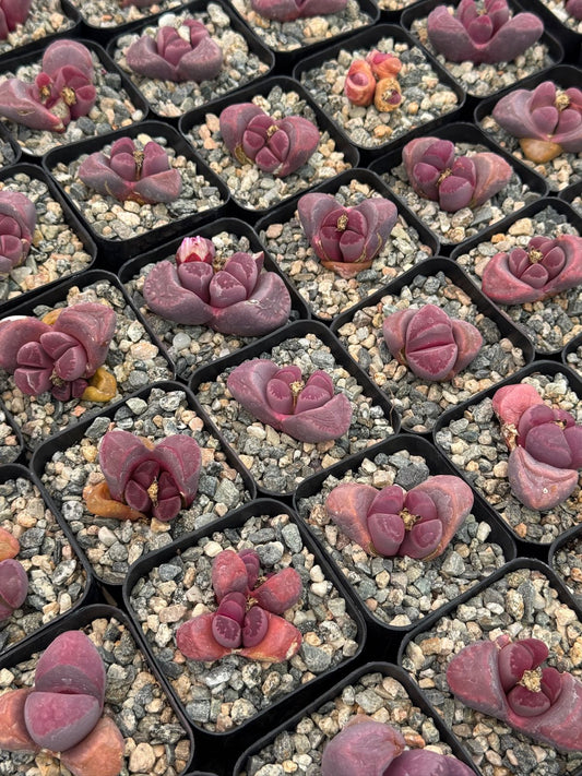 Lithops óptica rubra