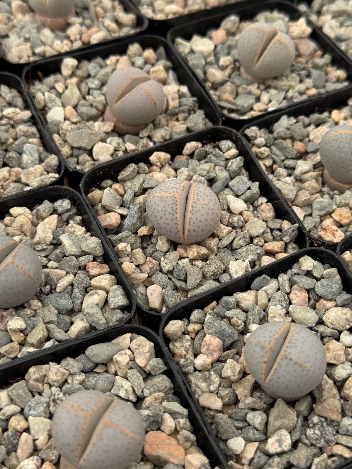 Dinteranthus Wilmothianus