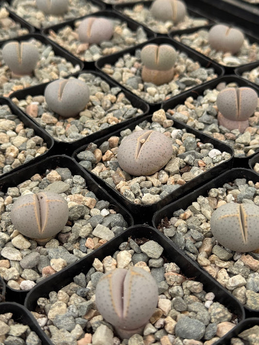 Dinteranthus Wilmothianus