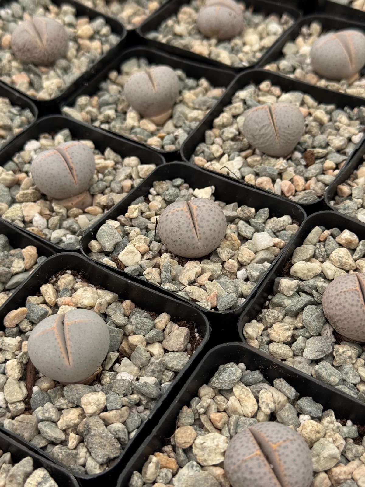 Dinteranthus Wilmothianus